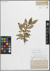 Foto von Salix pentandra L.